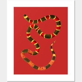 serpent,cobra,reptile,viper,venom,lizard,rattlesnake,king cobra,dragon,hydra,poison,venomous,plumber's snake,pythonidae,pythons,auger,python,squamata,serpentine,worm,big,ophidian,rattlesnakes,medusa,snakebite Posters and Art